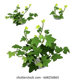 The stage of growth and development of climbing herbaceous plants isolated on a white background. Cartoon vector close-up illustration.