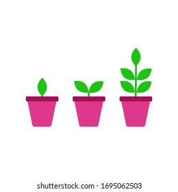 Stage growth, life cycle of a plant in pot. Vector flat style cartoon illustration isolated on white background