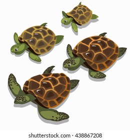 The stage of growth and maturation of a large sea turtle isolated on white background. Vector illustration.