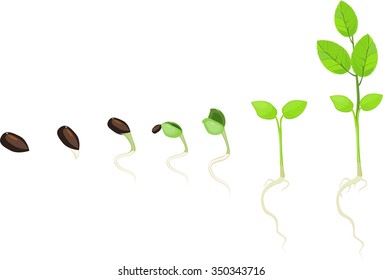 Stage of growth of plant