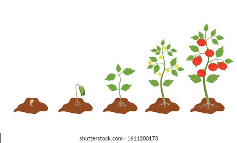 Stage growth plant. Cycle of life tomato plant, root, seed, flower, leaf. Fruiting stages. Red tomato. Yellow flower. Vector. Illustration. Isolated on white background