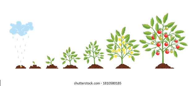 Stage growth plant. Growth stages from seed to flowering and fruiting plant with ripe red tomatoes. Staged growth of tomato plants.