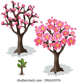 The stage of growth of Sakura. Vector illustration.