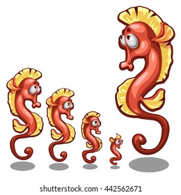 The stage of growth of a seahorse isolated on a white background. Vector illustration.