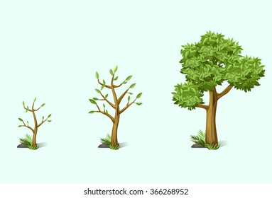 stage of growth of the tree