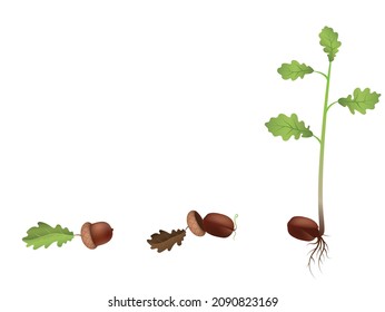 Stage Growth Of A Tree Set. Concept Life Cycle Of A Oak Tree. Vector Illustration Of Sprouted Acorn Seed To Plant With Leaf, Diagram Of Growing Tree. 