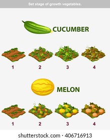 stage of growth vegetables 7/10. Cucumber and melon in vector for playing a perspective. game element