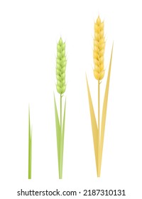 Stage growth of a wheat set. Concept Life cycle of a rye. Vector illustration of sprouted seed to plant with leaf, diagram of growing harvest.	