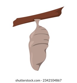 Stage of life cycle of butterfly vector. Cartoon drawing of pupa isolated on white background. Nature, spring concept