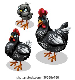 The stage of maturation of black chicken. Cute animal. Vector illustration.
