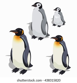 The stage of maturation of the emperor and king penguins isolated on white background. Waterfowl birds of the Antarctic. Vector illustration.