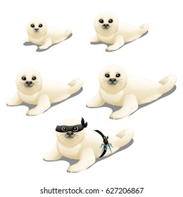 The stage of maturation and growth of Arctic seal isolated on white background. Fantasy animals. Vector cartoon close-up illustration.