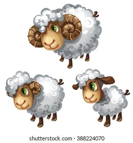 The stage of maturation of sheep. Cute animal. Vector illustration.