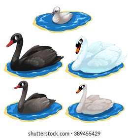 The stage of maturation of the white and black Swan. Animals isolated on a white background. Vector illustration.