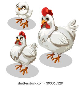 The Stage Of Maturation Of White Chicken. Cute Animal. Vector Illustration.