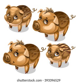 The stage of maturation of wild boar. Cute animal. Vector illustration.