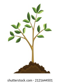 Stage of tree growth. Small tree growth with green leaf and branches. Green sprout broke through the ground. Nature plant illustration