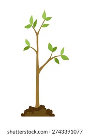 Stage of tree growth. Small tree growth with green leaf and branches. Illustration of business cycle development