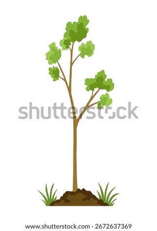 Stage of tree growth. Small tree growth with green leaf and branches. Illustration of business cycle development