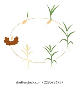 Etapa del crecimiento del trigo.Proceso de desarrollo de plántulas de cereales desde semillas hasta orejas madurantes. Cómo crecen los cereales.