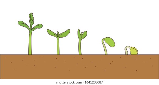 The stage where the plants sprout. hand drawn style vector design illustrations. 