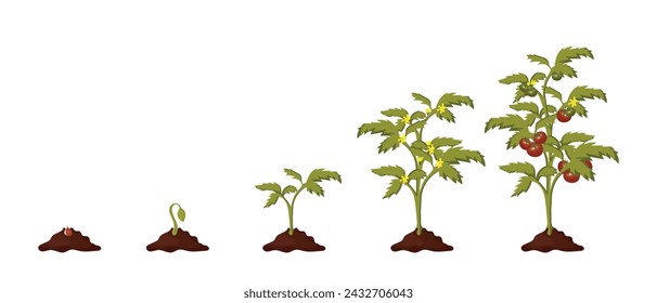 The stage-by-stage growth of tomato plants. Tomato plant life cycle, leaves, flowers and fruiting stages. Vector illustration in flat style isolated on white background