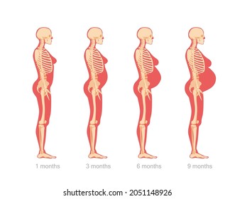 Stages Of Abdominal Enlargement In Pregnant Woman. Anatomical Skeletal Structure Female Character At Different Stages Of Vector Pregnancy.