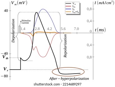 Etapas del potencial de acción y corrientes transportadas iones a través de la membrana