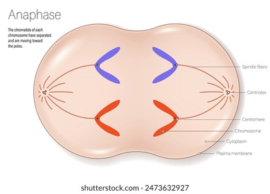 Stages of anaphase. Cell division for education use. Cell cycle.