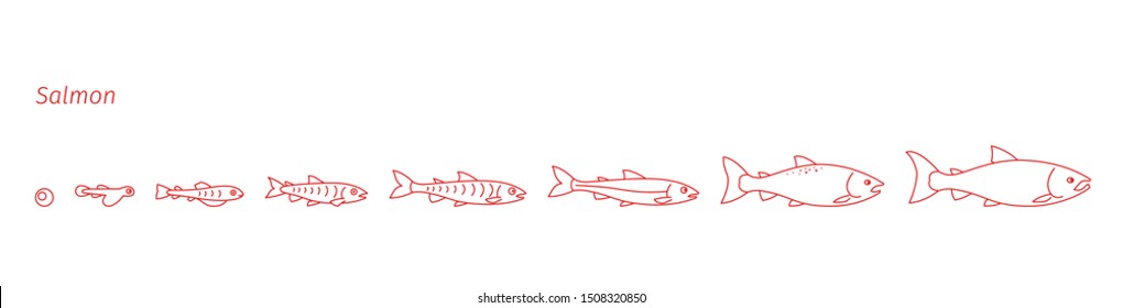 Stages of Atlantic salmon fish growth set. Coho fish from egg to fry. Sockeye aquaculture animation progression. Life cycle. Outline contour red line.