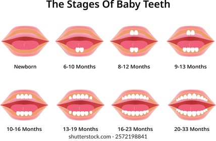 The Stages of Baby Teeth Design Vector Illustration