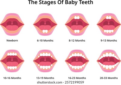 The Stages of Baby Teeth Design Vector Illustration