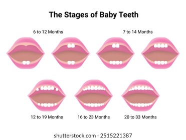 Os estágios dos dentes do bebê Ciência Design Vetor Ilustração Diagrama