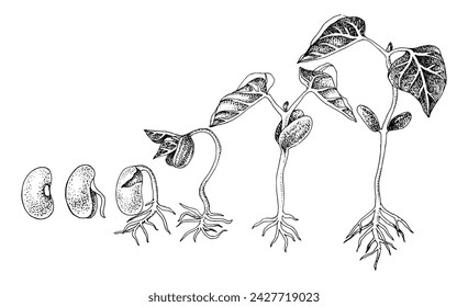 Etapas de germinación de semillas de frijol