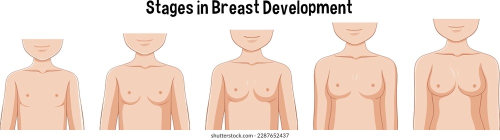 Stages in Breast Development illustration