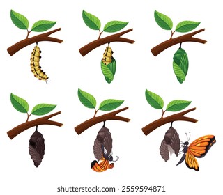 The Stages of the Butterfly Life Cycle Illustrated in a Beautiful and Colorful Design