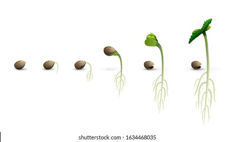 Stages Of Cannabis Seed Germination From Seed To Sprout, Realistic Illustration Isolated On White Background