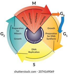 Stages Of Cell Cycle, Mytosis