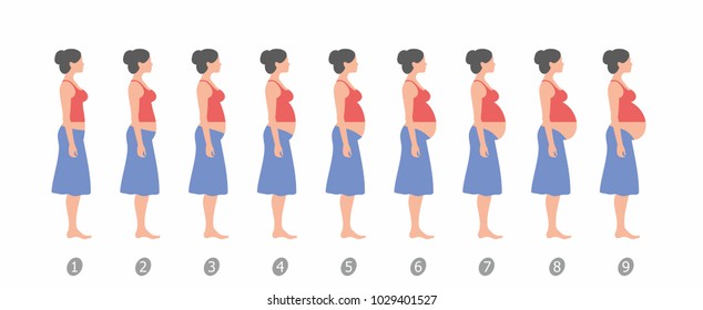 Stages Changes Womans Body Pregnancy On Stock Vector (Royalty Free ...