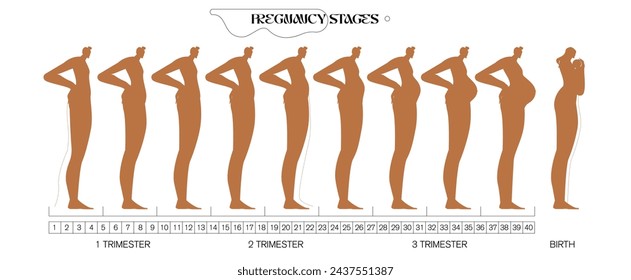 Stages of changes in a woman's body in pregnancy. Pregnancy Calendar. Flat stock vector illustration.