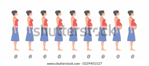 Stages Changes Womans Body Pregnancy On Stock Vector (Royalty Free ...