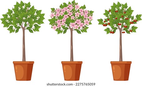 Stages of Cherry Tree Growth Vector illustration