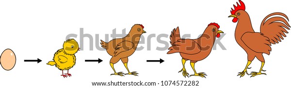 Stages Chicken Growth Egg Adult Bird Stock Vector Royalty Free 1074572282 Shutterstock 