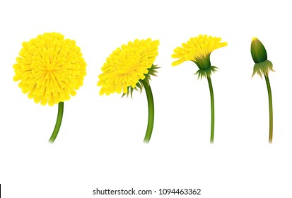 Stages closing flower dandelion, isolated. Gradual folding of petals of plant. Vector illustration of living natural phenomenon