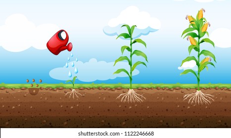 stages of corn plant growth illustration