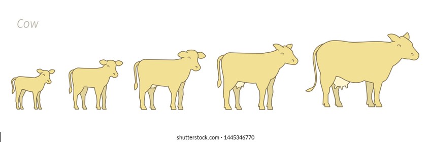 Cow Fetal Development Stages