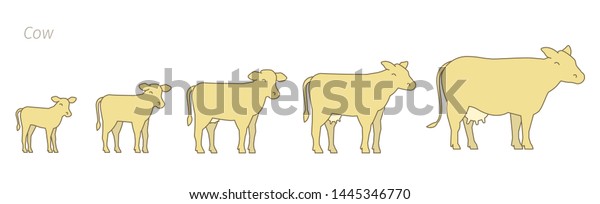 Stages Cow Growth Set Milk Farm Stock Vector (Royalty Free) 1445346770 ...