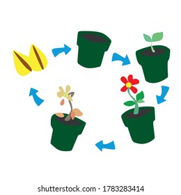 Stages of cultural development. Infographics of flower planting . Concept of evolution. Sprout, plant, tree crop icons
