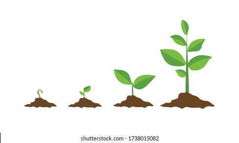 Stages of cultural development. Infographics of tree planting. Concept of evolution. Sprout, plant, tree plant growing icons of agriculture. On white background. Vector illustration in flat style