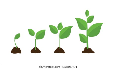 Stages of cultural development. Infographics of tree planting. Concept of evolution. Sprout, plant, tree plant growing icons of agriculture. On white background. Vector illustration in flat style